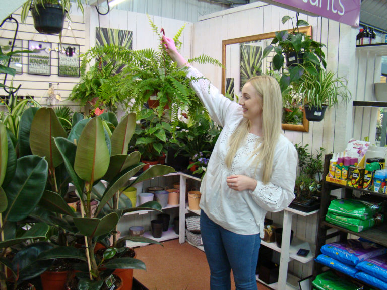 HOUSEPLANTS Daisy Nook Garden Centre