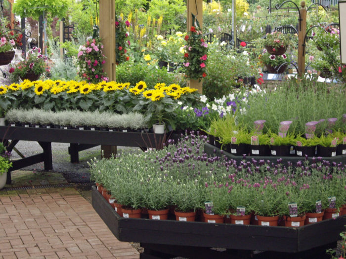 IMGP1206 Daisy Nook Garden Centre