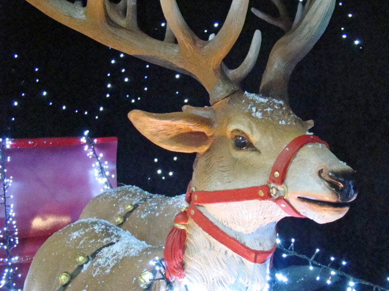 CHRISTMAS LATE NIGHT OPENING UNTIL 8PM THURSDAY Daisy Nook Garden